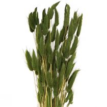 Artikel Hasenschwanzgras Lagurus Getrocknet Grün 50-60cm 50g