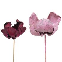 Artikel Holzblume, Palm Cup Mix Rosa-Erika 25 St