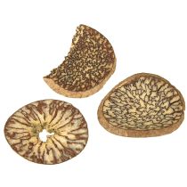 Artikel Holzscheiben Baumfrüchte naturgetrocknet 1-3,5 cm FSC 300 g