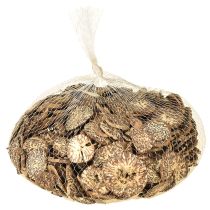 Artikel Holzscheiben Deko Baumfrüchte Natur DIY FSC 1-3,5cm 300g