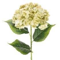 Artikel Künstliche Hortensie aus Seidenstoff mit langem Stiel in Creme-Grün, 60 cm