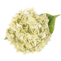 Artikel Künstliche Hortensie aus Seidenstoff mit langem Stiel in Creme-Grün, 60 cm