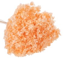 Artikel Hortensie Trockenblume hellorange 65cm für Wohnraumdekoration
