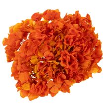 Artikel Konservierte Hortensie orange 60 cm mit großem Blütenkopf