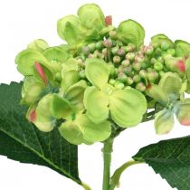 Artikel Künstliche Hortensie aus Seidenstoff, Grün, L 44 cm