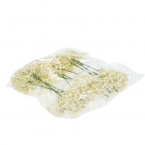 Artikel Hortensienknospenpick 22cm Creme 12St