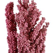 Artikel Indian Corn Trockenblumen Indischer Mais Pink 75cm 3St