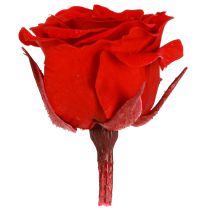 Artikel Infinity Rosen konservierte Mini-Rosenköpfe Rot Ø 3 cm 16 Stück