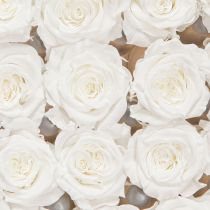 Artikel Infinity Rosen Echte Rosenköpfe Mini Rosen Weiß Ø3cm 16 St
