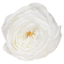 Artikel Infinity Rosen Echte konservierte Rosenköpfe Weiß Ø6cm 6 St
