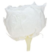 Artikel Infinity Rosen Echte konservierte Rosenköpfe Weiß Ø6cm 6 St