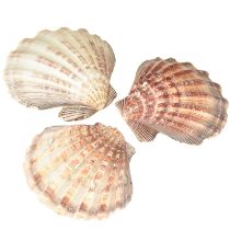 Artikel Echte Jakobsmuscheln natur – maritimer Flair natur 1 kg