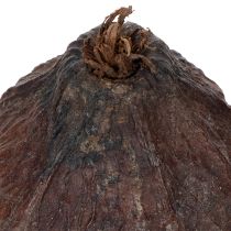 Artikel Kakaofrucht aus Holz Natur 10-18cm Braun 15 Stück für Dekoration