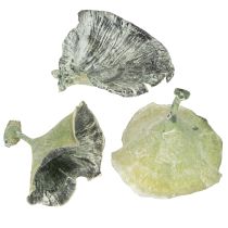 Artikel Kalix Deko-Pilze getrocknet Grün Waschung 100 Stück