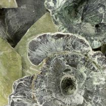Artikel Kalix Deko-Pilze getrocknet Grün Waschung 100 Stück