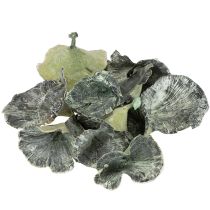 Artikel Trockenpilze Kalix Grün Weiß gewaschen 3–10 cm 100 Stück