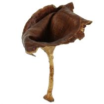 Kalix Pilz Natur lackiert 100St