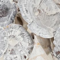 Artikel Kalix Deko Pilze getrocknet weiß gewaschen 100 Stück