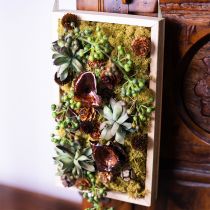 Artikel Trockenpilze Kalix Natur Braun lackiert ca. 7–8 cm 50 Stück