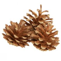 Artikel Kiefernzapfen Waldkiefer Pinus sylvestris H3–5cm 1kg