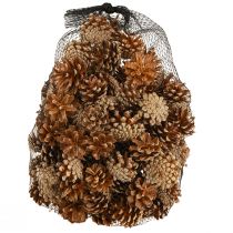 Artikel Kiefernzapfen Waldkiefer Pinus sylvestris H3–5cm 1kg