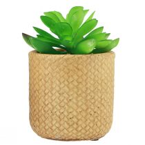 Artikel Künstliche Sukkulenten im Topf, Kunststoff Dekoration, ca. 10 cm, 3er-Set, grün/beige