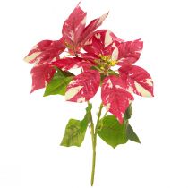Artikel Künstlicher Christstern in Rot Creme L35cm 6 St 2 Bund