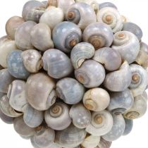 Dekokugel Seeschnecken Muschelkugel Naturdeko maritim Ø19cm
