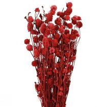 Artikel Kugelamarant Gomphrena Globosa in Dunkelrot L45cm 100g