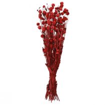 Artikel Kugelamarant Gomphrena Globosa Trockenblumen Dunkelrot 45cm 100g