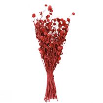 Artikel Kugelamarant Gomphrena Globosa rot Trockenblumen 45cm 100g für Dekoration