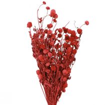Artikel Kugelamarant Gomphrena Globosa leuchtend rot L45cm 100g