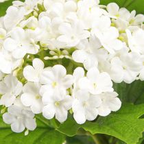 Artikel Kunstblumen Schneeball Viburnum künstlich Weiß 60cm 4 St