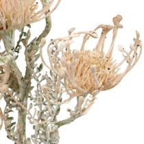Artikel Kunstblumen, Nadelkissen Blume, Leucospermum, Proteaceae Weiß gewaschen L58cm 3St