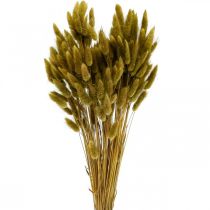 Artikel Lagurus Getrocknet Hasenschwanzgras Oliv 65-70cm 100g