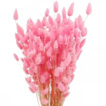 Artikel Lagurus Getrocknet Hasenschwanzgras Pink 65-70cm 100g