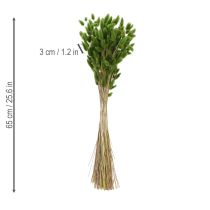 Artikel Lagurus getrocknet 65-70cm Olivgrün 75g Trockenblume für Dekoration