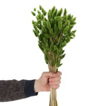 Artikel Lagurus getrocknet 65-70cm Olivgrün 75g Trockenblume für Dekoration