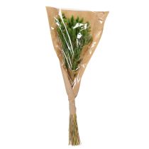 Artikel Lagurus getrocknet 65-70cm Olivgrün 75g Trockenblume für Dekoration