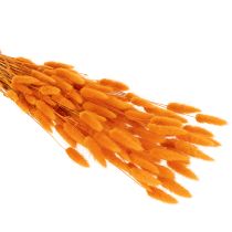 Artikel Lagurus Bund Samtgras getrocknet 70 cm orange 100 g für Dekorationen
