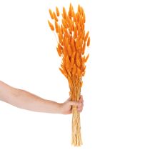 Artikel Lagurus Bund Samtgras getrocknet 70 cm orange 100 g für Dekorationen