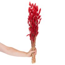 Artikel Lagurus Trockenblumen Bund Rot 70cm 100g für Innenbereich