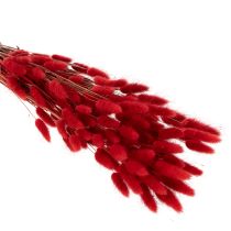 Artikel Lagurus Trockenblumen Bund Rot 70cm 100g für Innenbereich