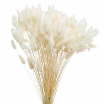 Trockenblume Lagurus Lampenputzer-Gras Gebleicht 100g