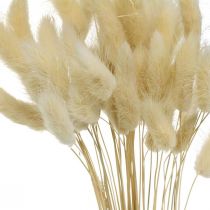 Deko-Gras, Süßgras gebleicht, Lagurus ovatus, Samtgras L40–55cm 25g