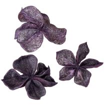 Artikel Landlotus Mix Brombeer, Altrosa 50 St