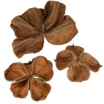 Artikel Getrockneter Landlotus für dekorative Arrangements 50 St