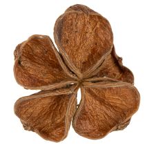 Artikel Getrockneter Landlotus für dekorative Arrangements 50 St