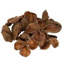 Artikel Getrockneter Landlotus für dekorative Arrangements 50 St