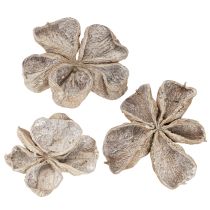Artikel Landlotus Weiß gewaschen 6-12cm 50St